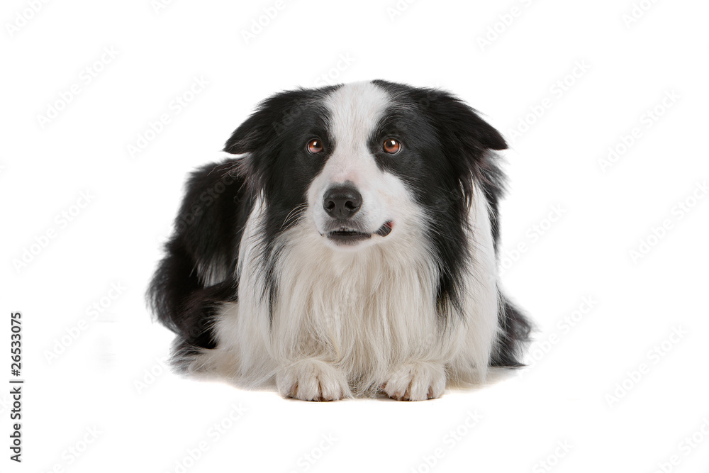 Black and white border collie dog  lying isolated on white