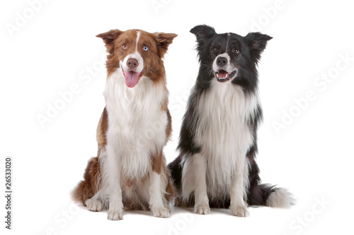 Two cute border collie dogs isolated on a white background © Erik Lam