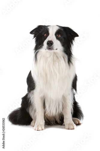 Front view of border collie dog sitting isolated on white
