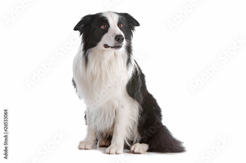 Border collie dog sitting and looking away