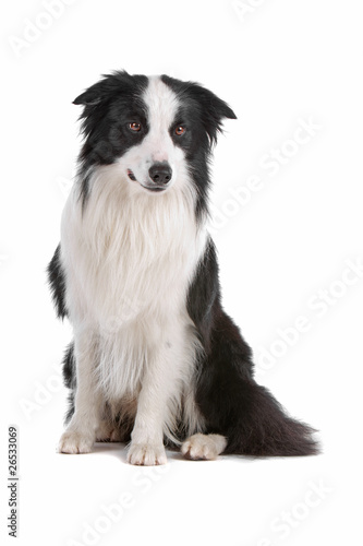 Border collie dog isolated on a white background © Erik Lam