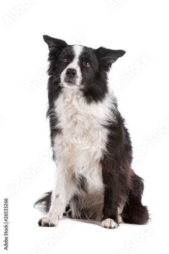 Cute black and white border collie dog sitting