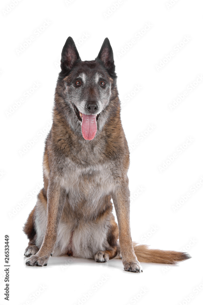Front view of old belgium shepherd dog sitting and panting Front view of old belgium shepherd dog sitting and panting