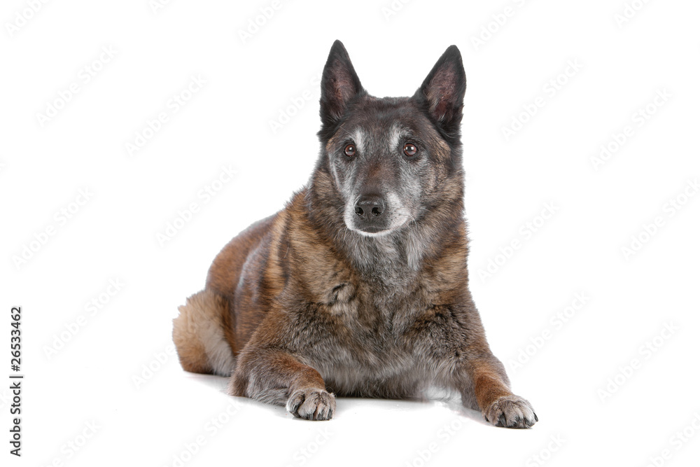 old Belgian Shepherd isolated on a white background