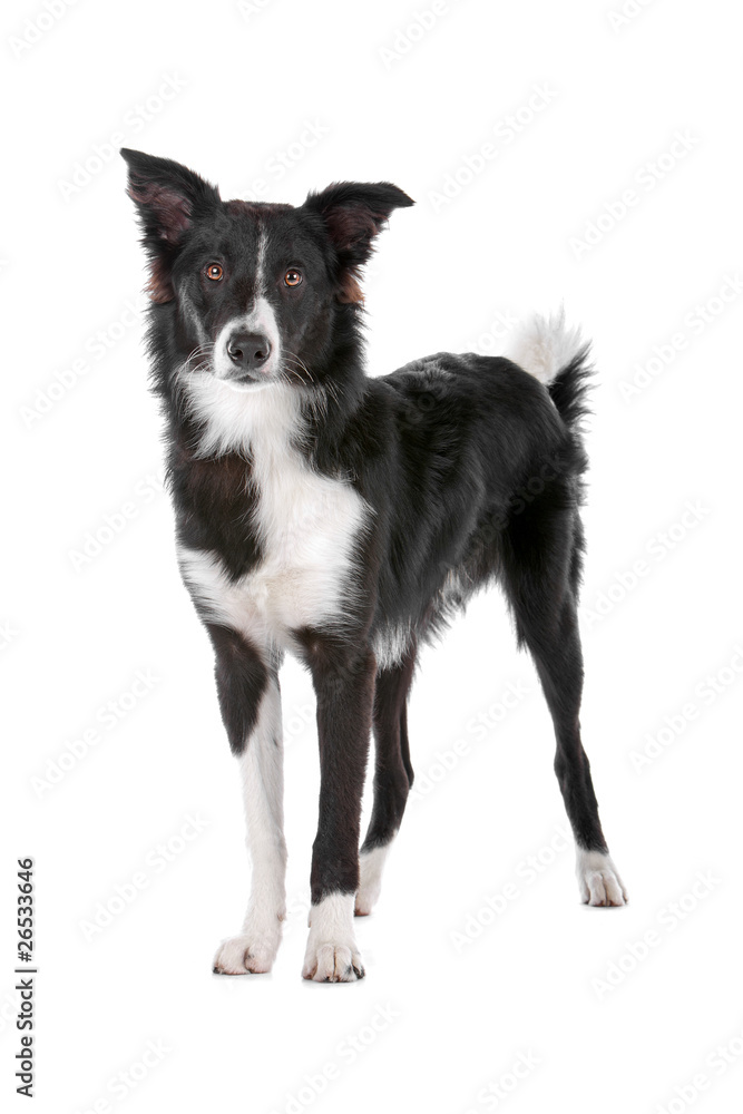 Black and white border collie dog isolated on white