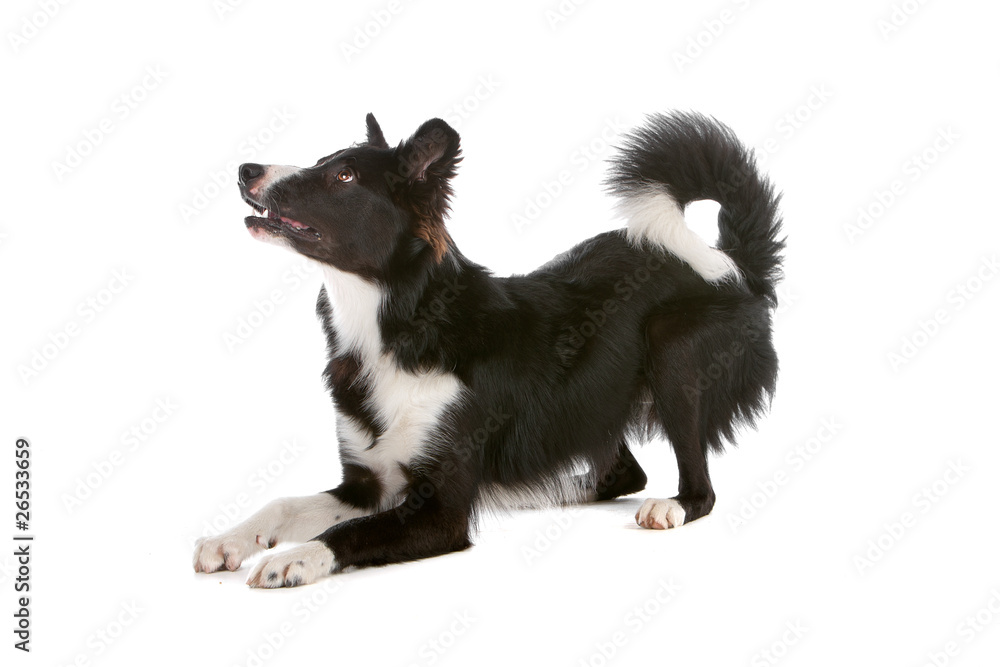 Fototapeta premium Border collie dog isolated on a white background