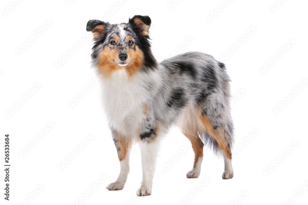 Shetland Sheepdog, Sheltie dog isolated on a white background