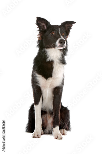 Black and white border collie dog sitting