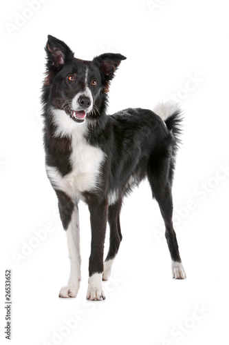 Wallpaper Mural Border collie dog isolated on a white background Torontodigital.ca