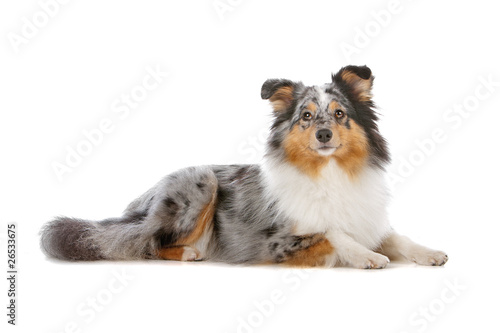 Fotografie Shetland Sheepdog, Sheltie dog lying, isolated on white