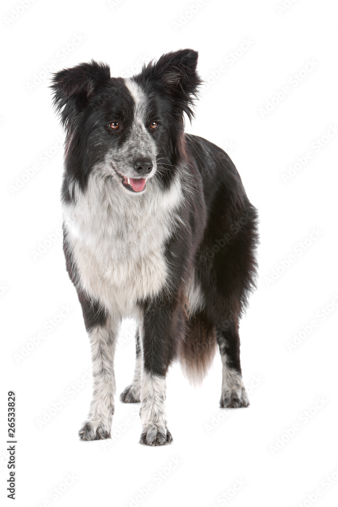 front view of border collie dog isolated on white