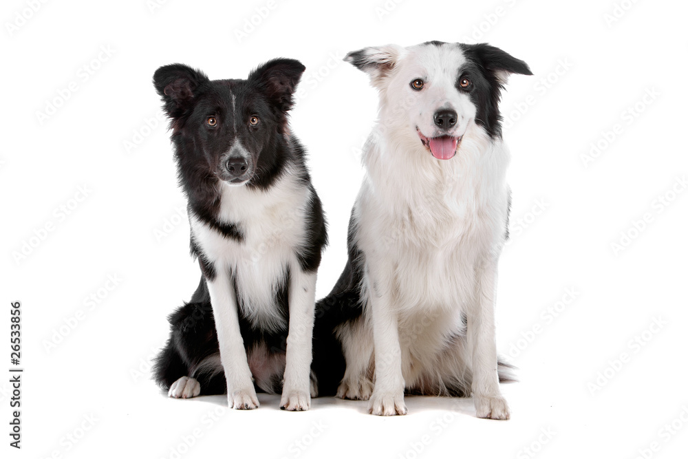 Two border collie dogs sitting and looking at camera