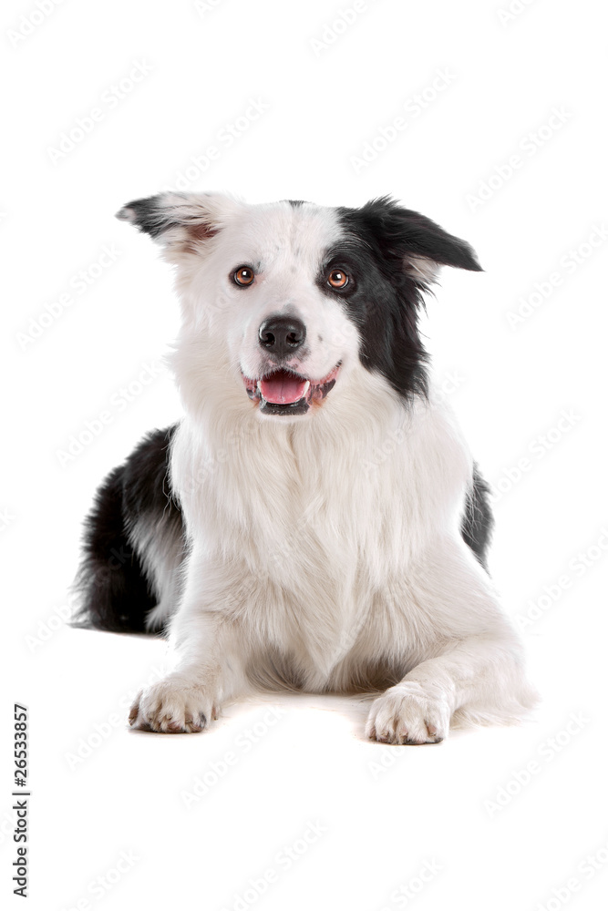 Black and white border collie dog panting
