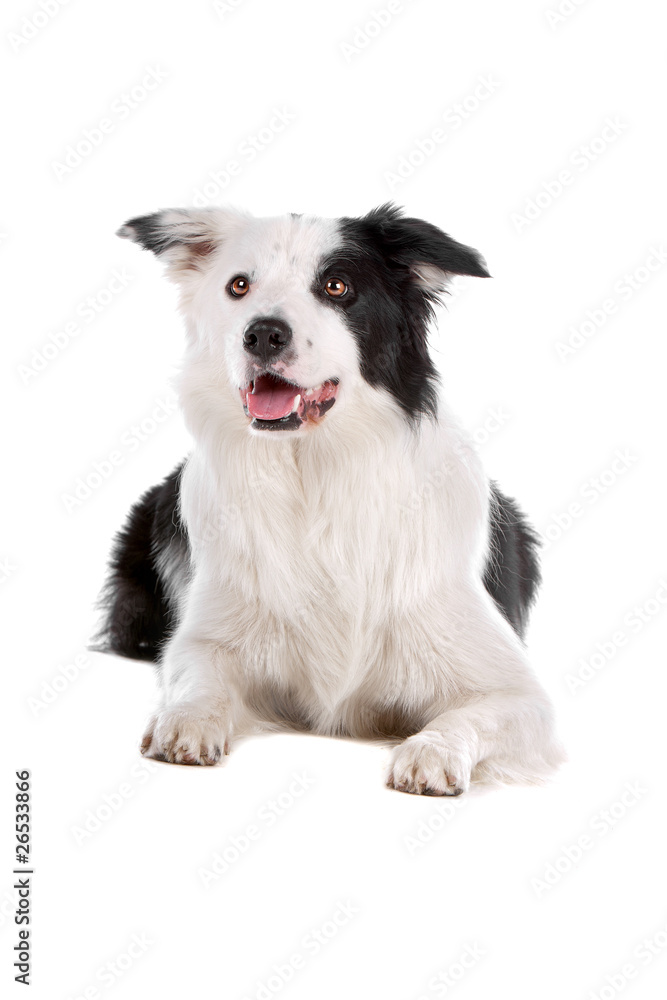 Front view of border collie dog panting
