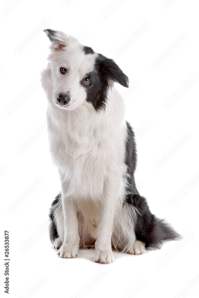 Cute border collie dog sitting, isolated on white background