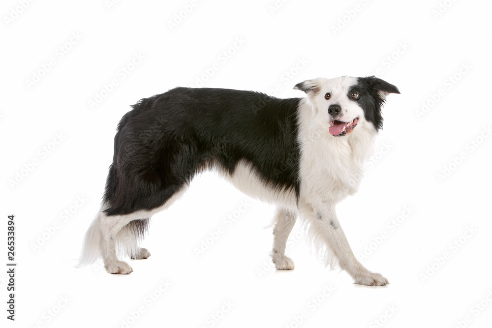 Side view of border collie dog stepping