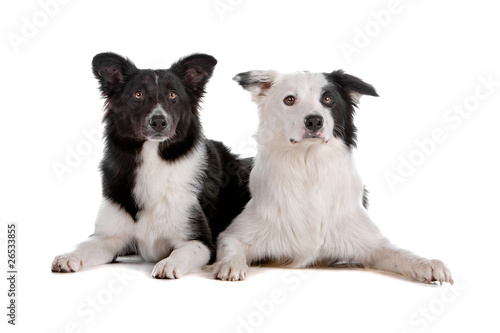 Two cute border collie dogs isolated on a white background