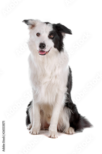 Black and white cute border collie dog isolated on white