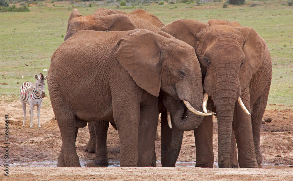 Obraz premium Słoń afrykański