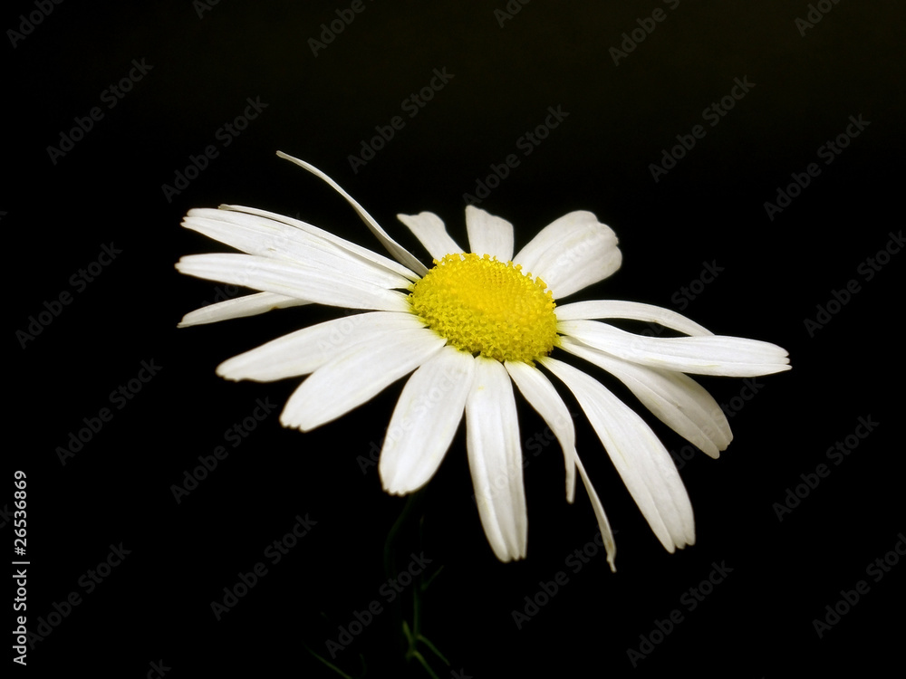 Obraz premium camomile