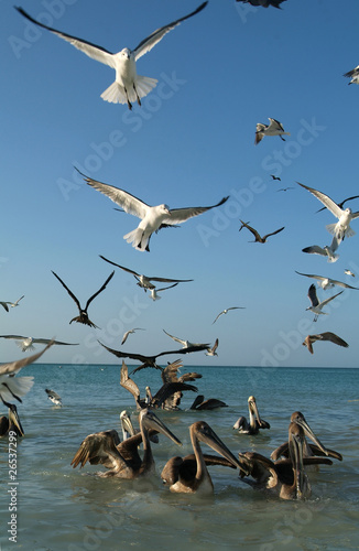 Uccelli sull'isola di Holbox photo