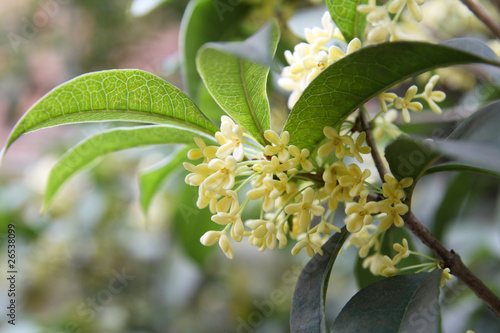 osmanthus