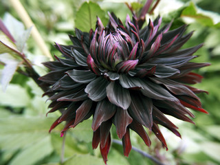 Keuken achterwand Dahlia Donkerrode Black Jack dahlia  © Heike Jestram