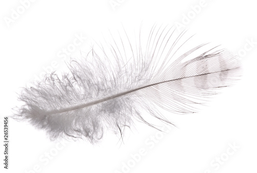 white feather with grey strips