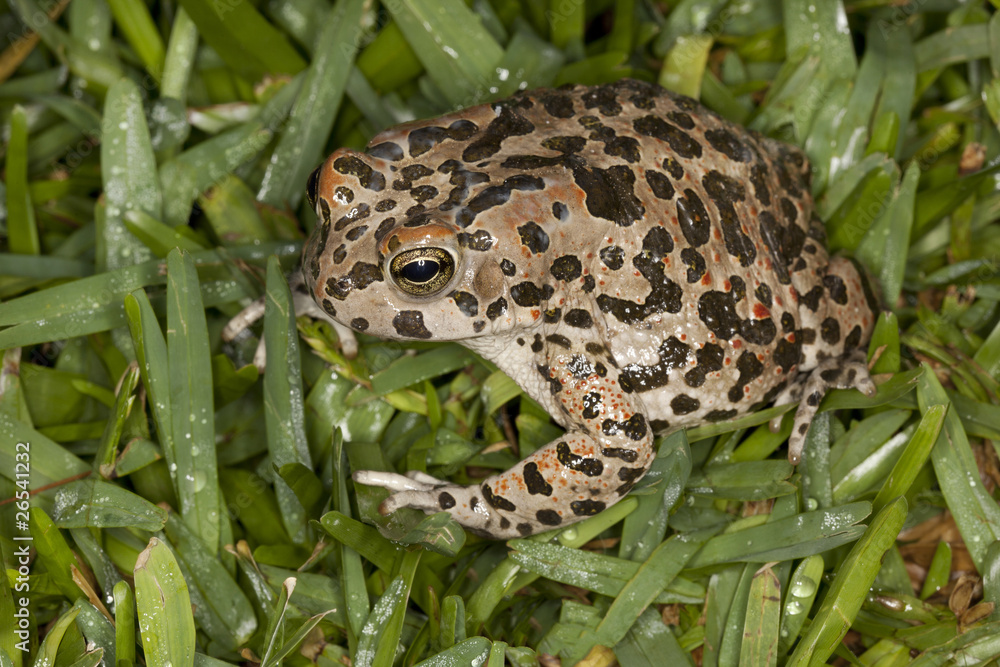 Fototapeta premium rospo