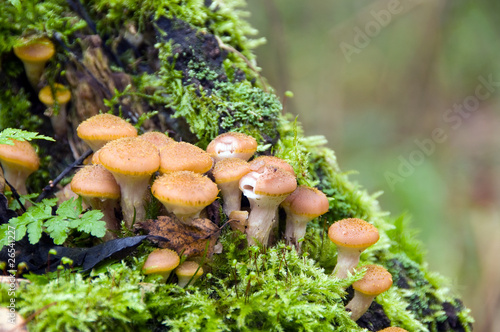 Mushroom a honey agaric
