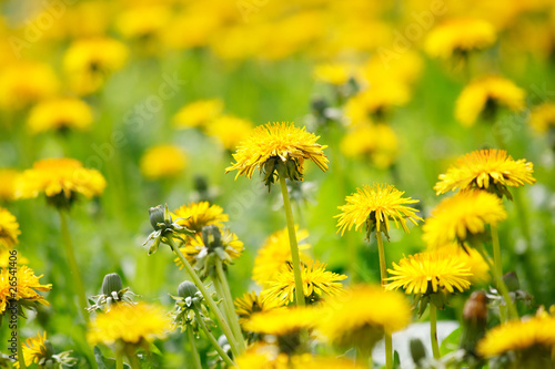 Field of dandelions