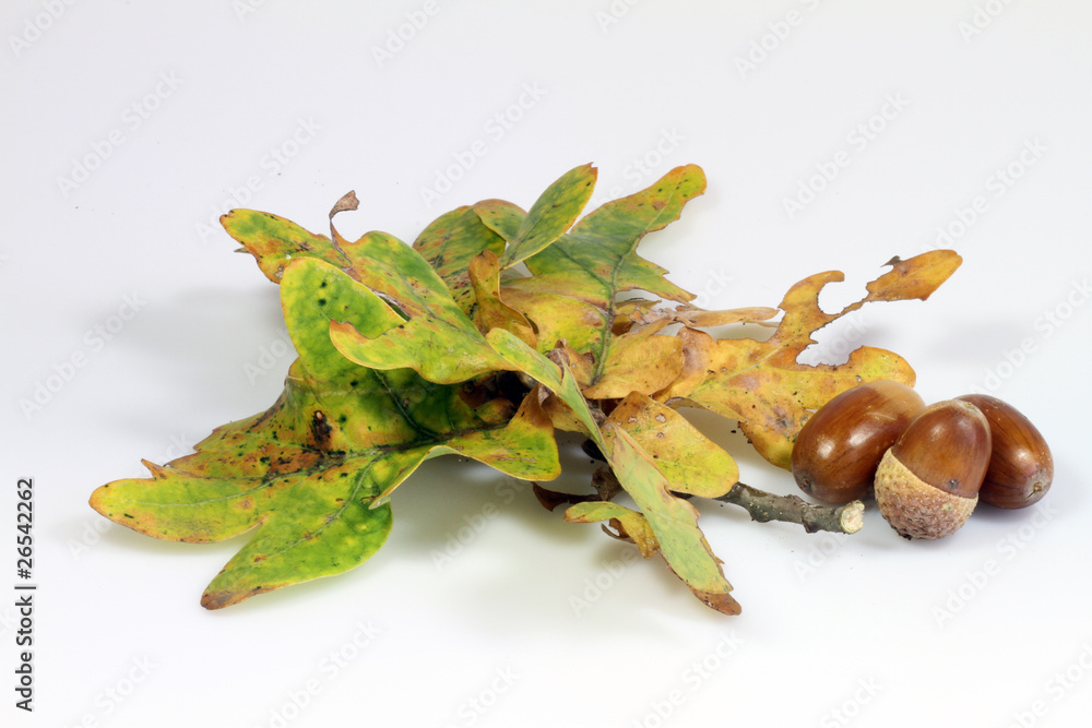 Eichel_39 StockFoto Adobe Stock