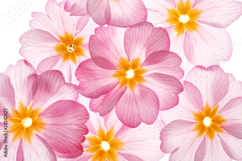 primula flowers on the white background