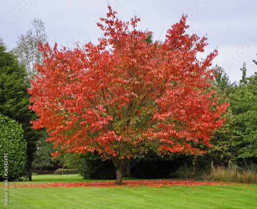 Autumn Colors in an English Garden