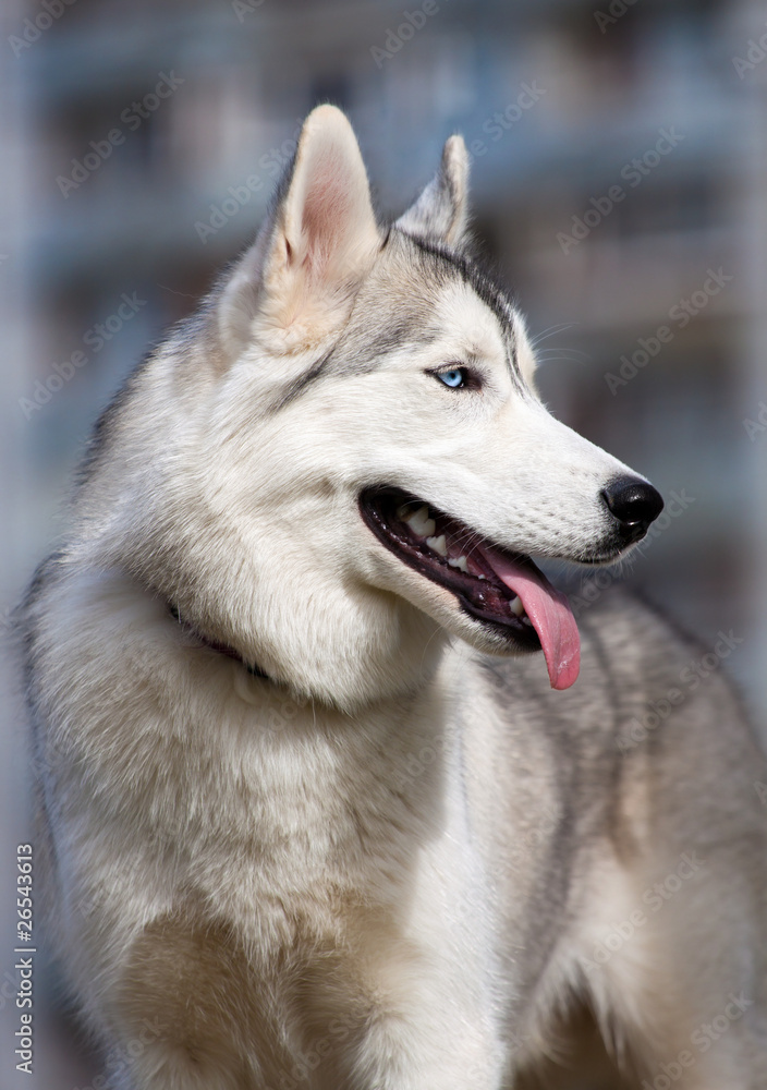 Siberian Husky Siberian Husky