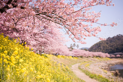 下賀茂の河津桜
