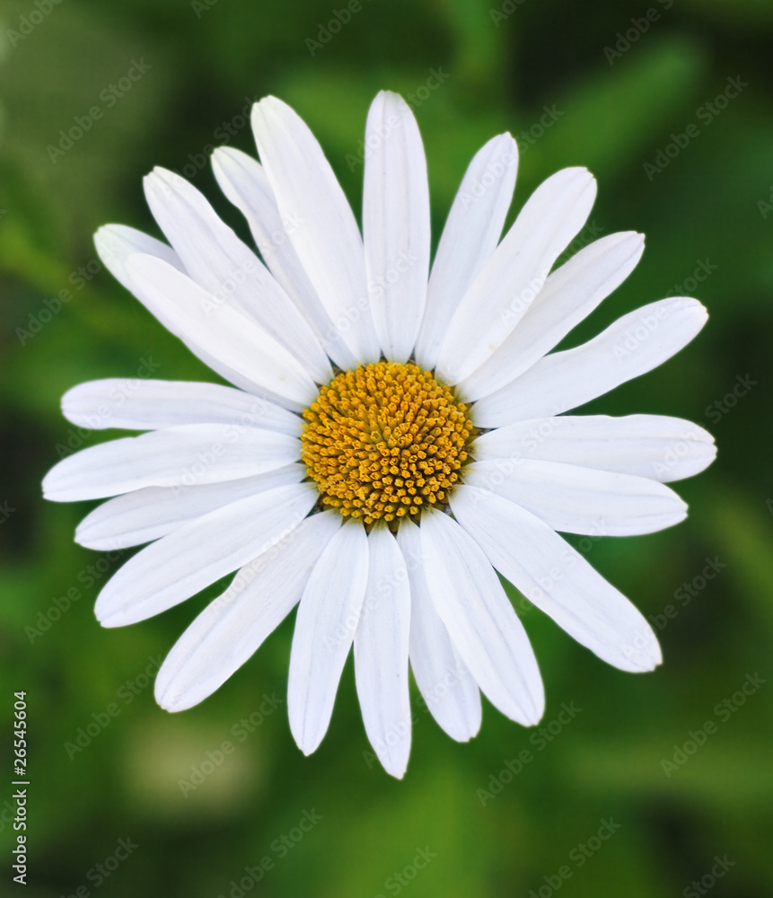 Fototapeta premium blume