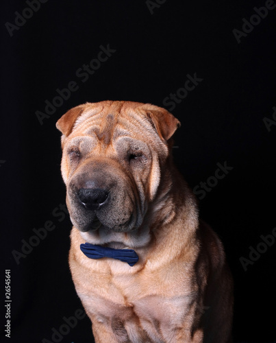 sharpei dog wearing necktie