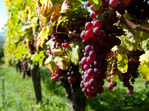 Grappe de raisin au soleil