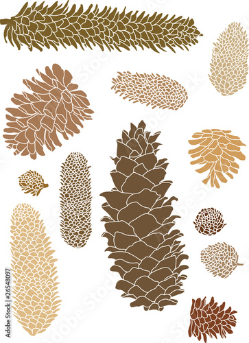 Pinecone