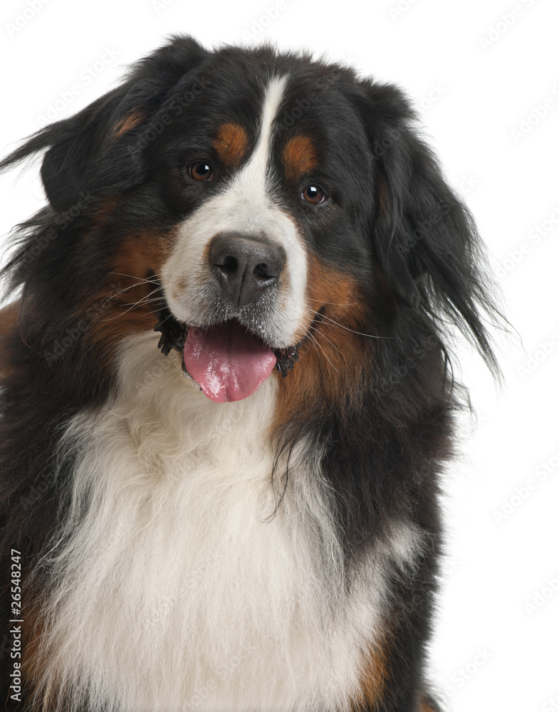 Bernese Mountain Dog, 3 years old, in front of white background