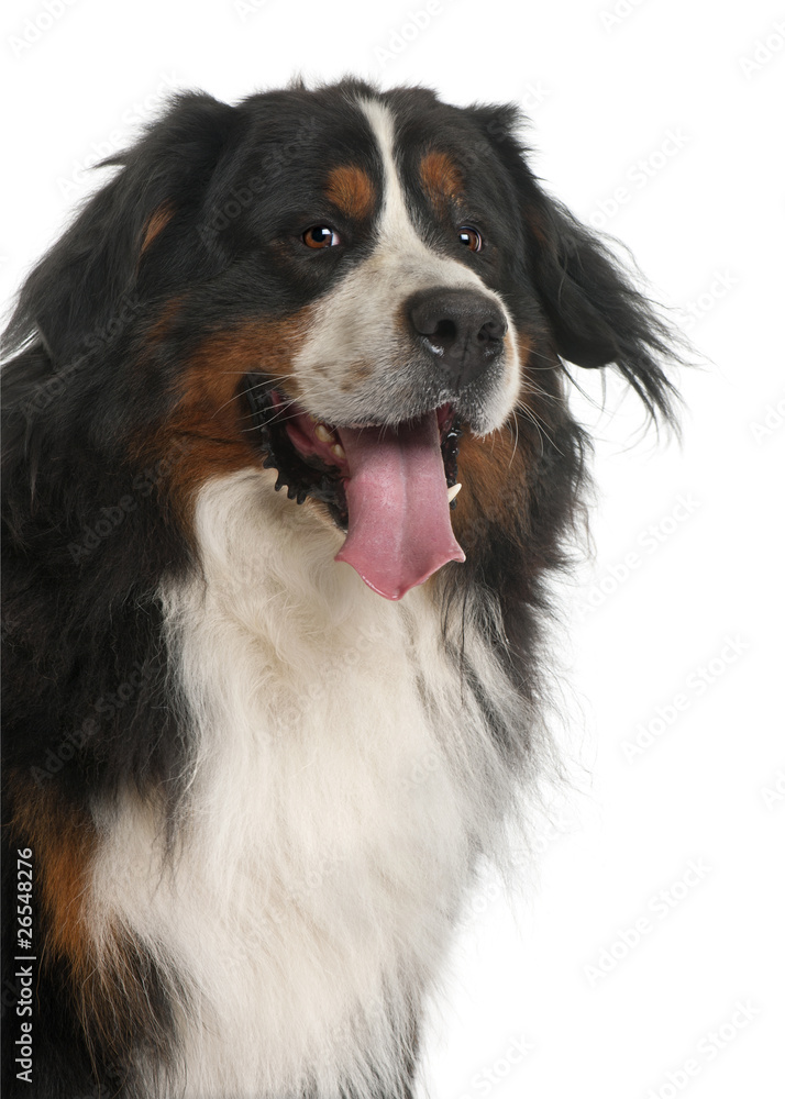 Bernese Mountain Dog, 3 years old, in front of white background