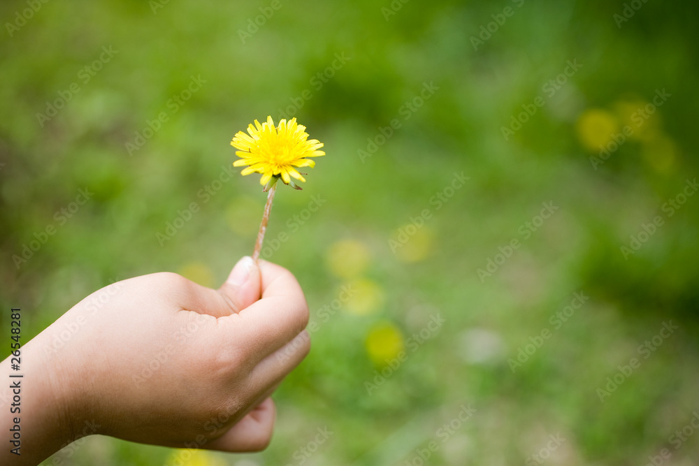 子供の手とたんぽぽ