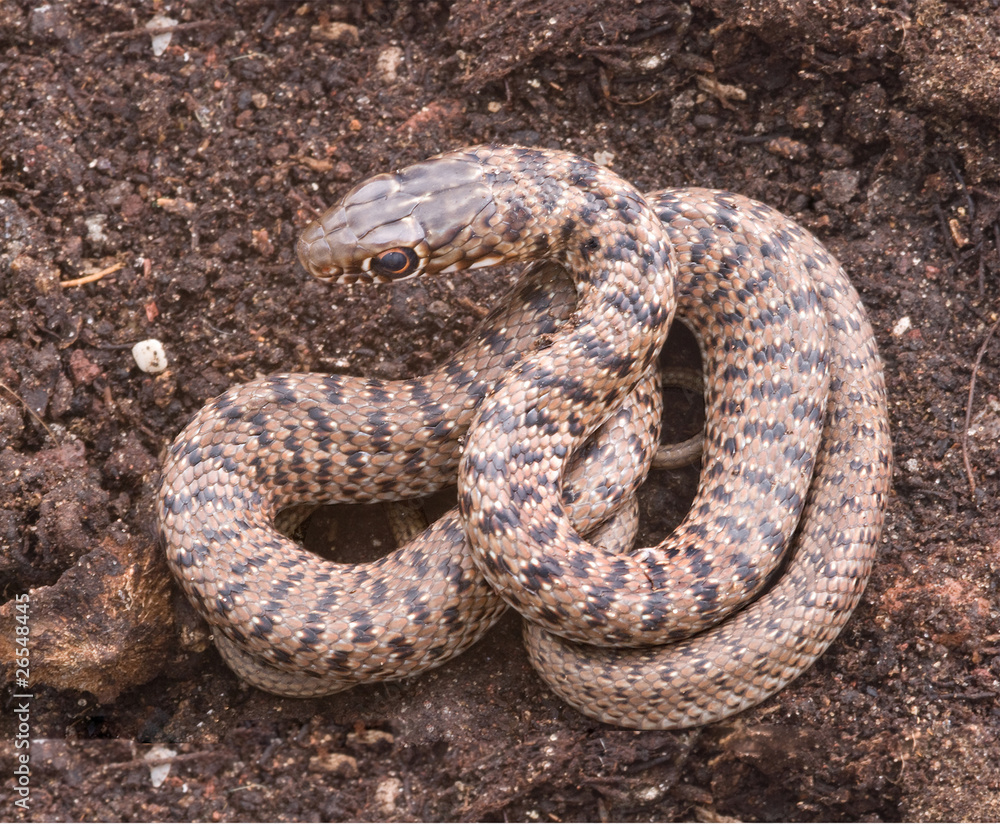 Fototapeta premium Close up of snake