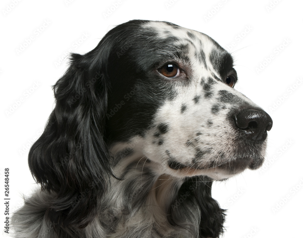 Mixed-breed dog, 7 years old, in front of white background Mixed-breed dog, 7 years old, in front of white background