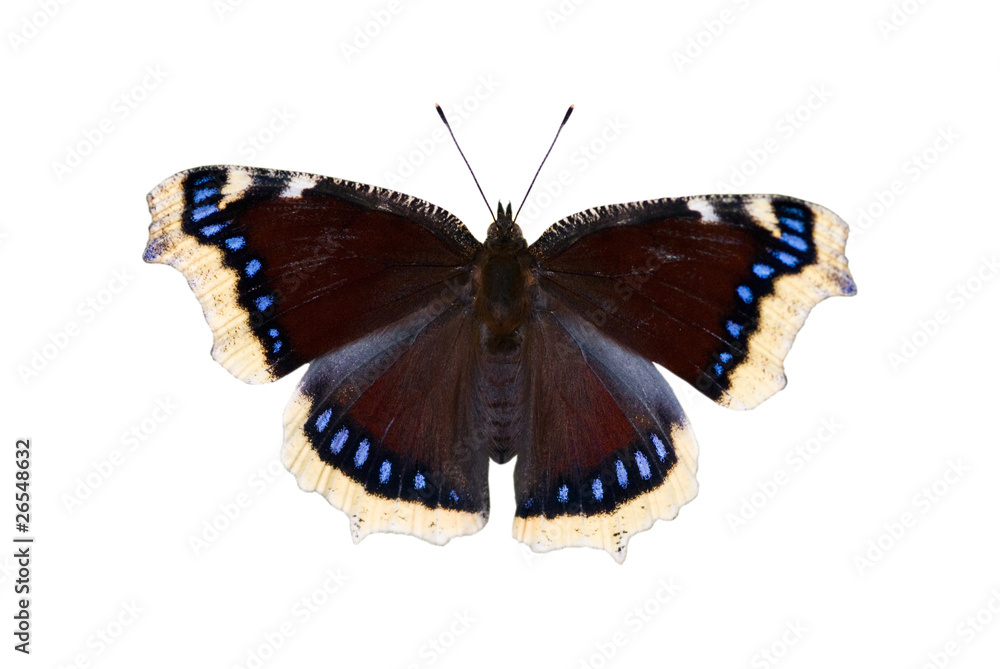 Obraz premium Motyl w płaszczu żałobnym