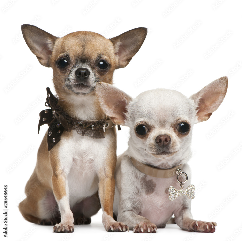 Chihuahuas, 2 years old, sitting and lying
