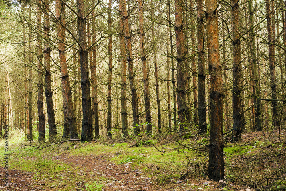 Obraz premium Pine forest