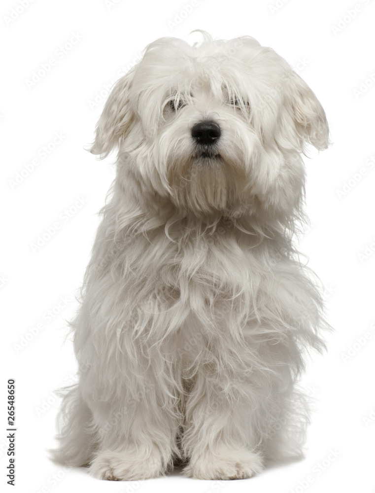 Coton de Tulear puppy, 5 months old, sitting Coton de Tulear puppy, 5 months old, sitting