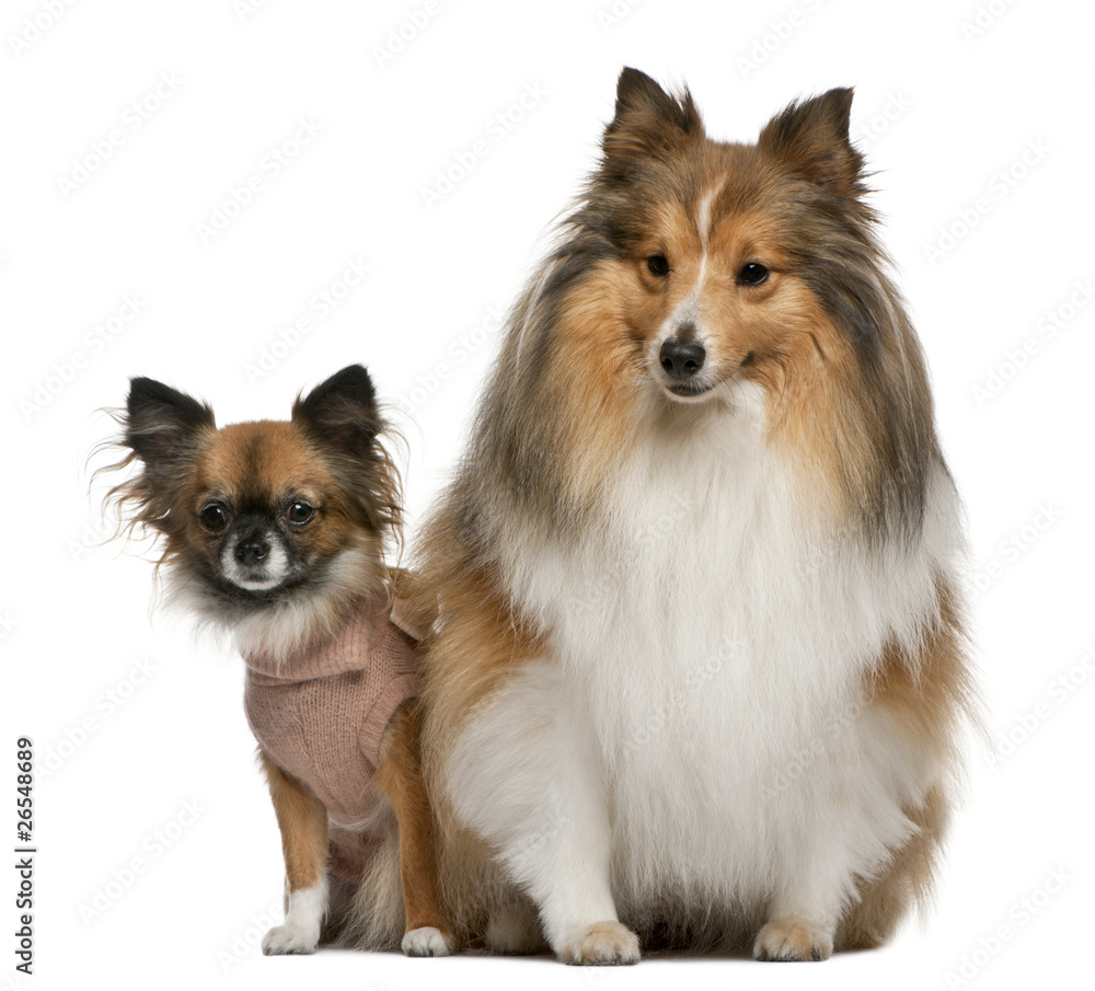 Chihuahua, 2 years old, and Shetland Sheepdog, 4 years old